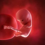 10-weeks-shutterstock_293546375