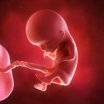 12-weeks-shutterstock_293546420