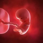 9-Weeks-shutterstock_293546450