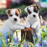 shutterstock_758978995
