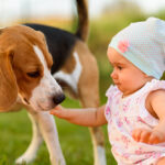 9,Months,Old,Infant,Baby,Girl,Sits,With,Beagle,Dog